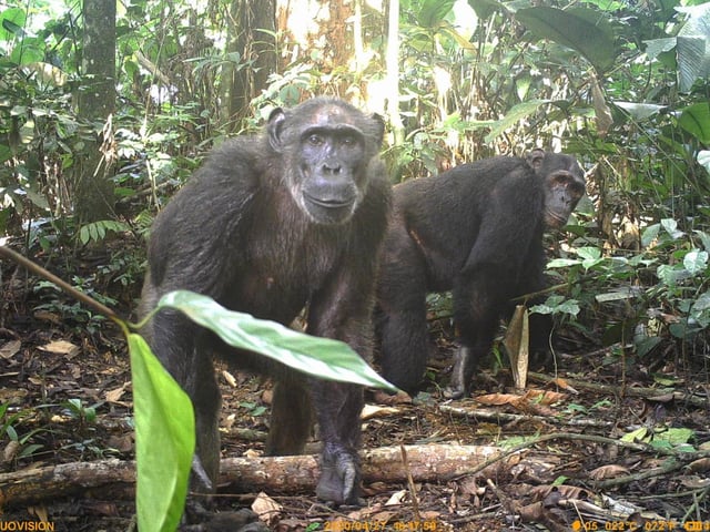 Neuron Expedition Dzamba ya lobi