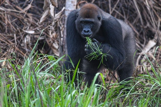 Neuron Expedition Dzamba ya lobi