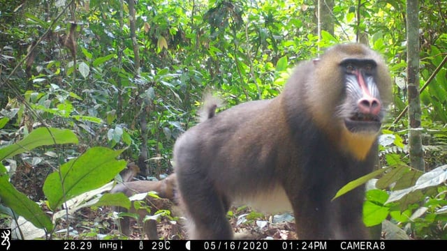 Neuron Expedition Dzamba ya lobi