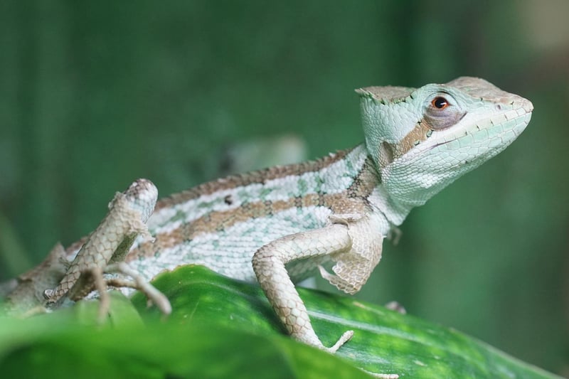 Expedice Neuron budou zkoumat asexualitu bazilišků a dlouhověkost žraloků