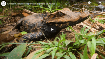 Krokodýlí video v soutěži Czech Press Photo