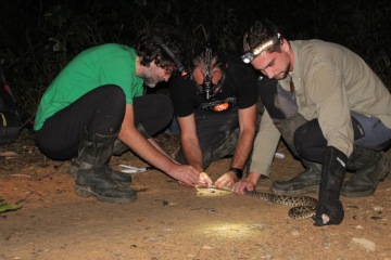 How Expedition Neuron searched for asexual basilisks