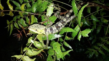 Jak Expedice Neuron hledala asexuální bazilišky