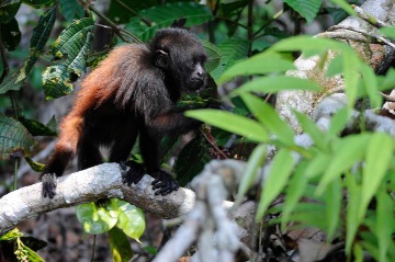 Jan Dungel objevil stovky primátů uakari